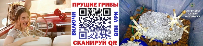 Псилоцибиновые грибы Cubensis  Купить где  Оха 
